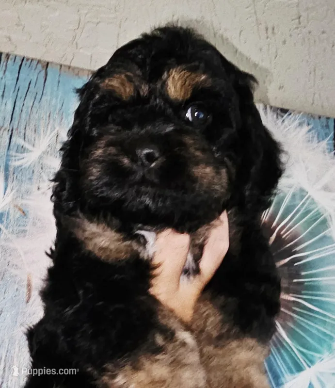 Little Bow Wow – Cockapoo puppy for sale in Indiahoma, OK
