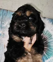 Little Bow Wow, a male Cockapoo for sale in Indiahoma, OK – 3 of 10