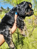 Little Bow Wow, a male Cockapoo for sale in Indiahoma, OK – 10 of 10