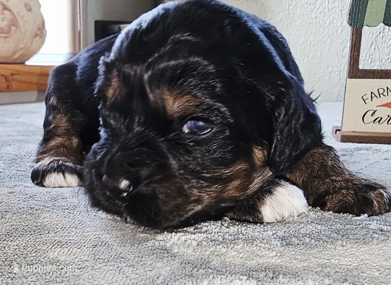 Little Bow Wow – Cockapoo puppy for sale in Indiahoma, OK