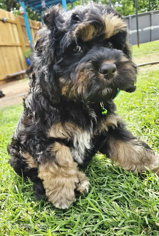 Little Bow Wow – Cockapoo puppy for sale in Indiahoma, OK