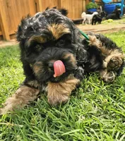 Little Bow Wow, a male Cockapoo for sale in Indiahoma, OK – 2 of 10