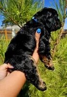 Little Bow Wow, a male Cockapoo for sale in Indiahoma, OK – 7 of 10