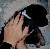 Little Bow Wow, a male Cockapoo for sale in Indiahoma, OK – 5 of 10