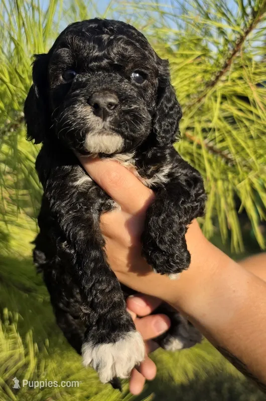 Olaf – Cockapoo puppy for sale in Indiahoma, OK