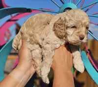 Windy, a female Cockapoo for sale in Indiahoma, OK – 3 of 4