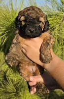 Lilo, a female Cockapoo for sale in Indiahoma, OK – 6 of 9