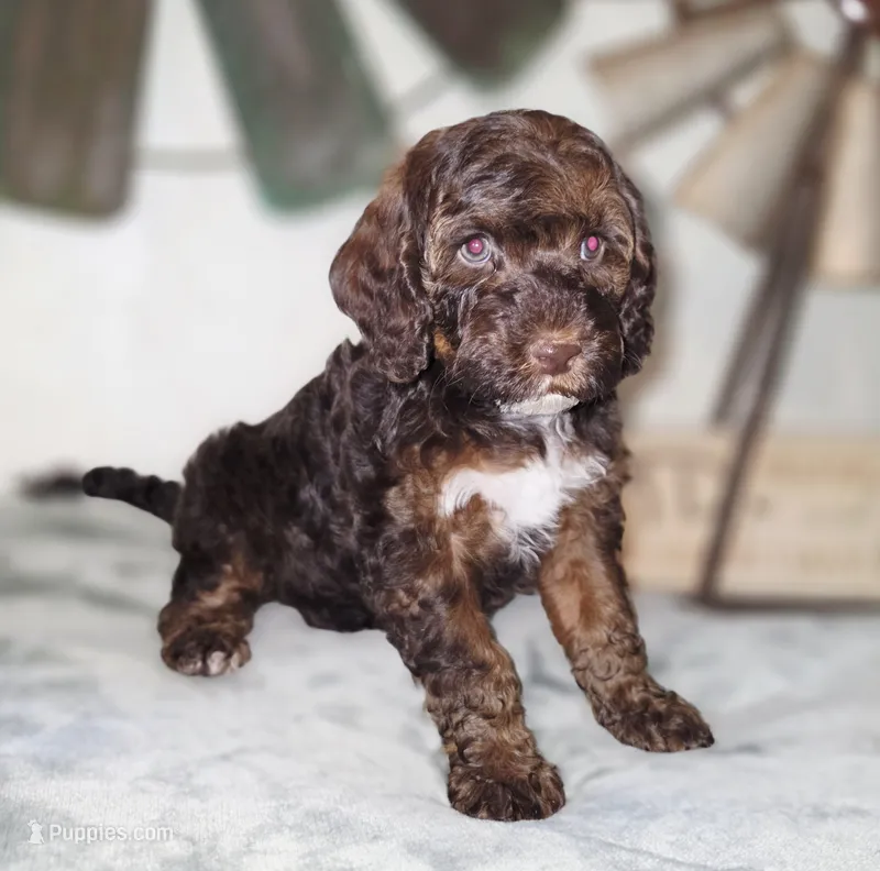 Woody – Cockapoo puppy for sale in Indiahoma, OK