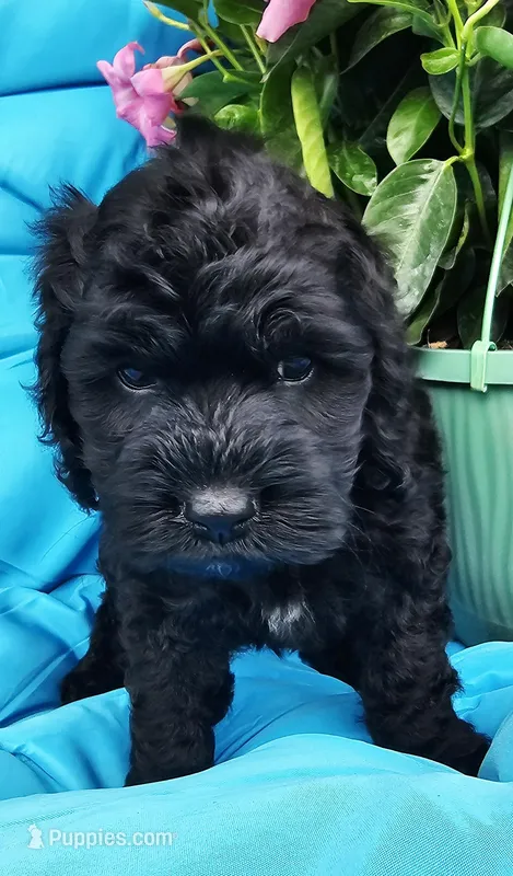 Neptune  – Cockapoo puppy for sale in Indiahoma, OK