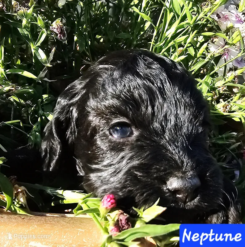Neptune  – Cockapoo puppy for sale in Indiahoma, OK