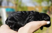 Neptune , a male Cockapoo for sale in Indiahoma, OK – Photo 1 of 2