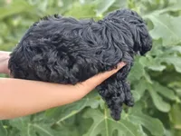 Marina, a female Cockapoo for sale in Indiahoma, OK – 9 of 9