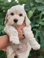 Reel, a male Cockapoo for sale in Indiahoma, OK – 1 of 9