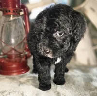 Storm, a male Poodle - Miniature  for sale in Indiahoma, OK – Photo 2 of 3