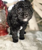 Storm, a male Poodle - Miniature  for sale in Indiahoma, OK – Photo 3 of 3