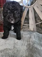 Storm, a male Poodle - Miniature  for sale in Indiahoma, OK – Photo 1 of 3