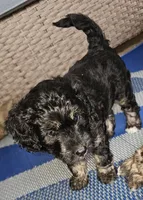 Cricket, a male Miniature Aussiedoodle for sale in Indiahoma, OK – 3 of 4