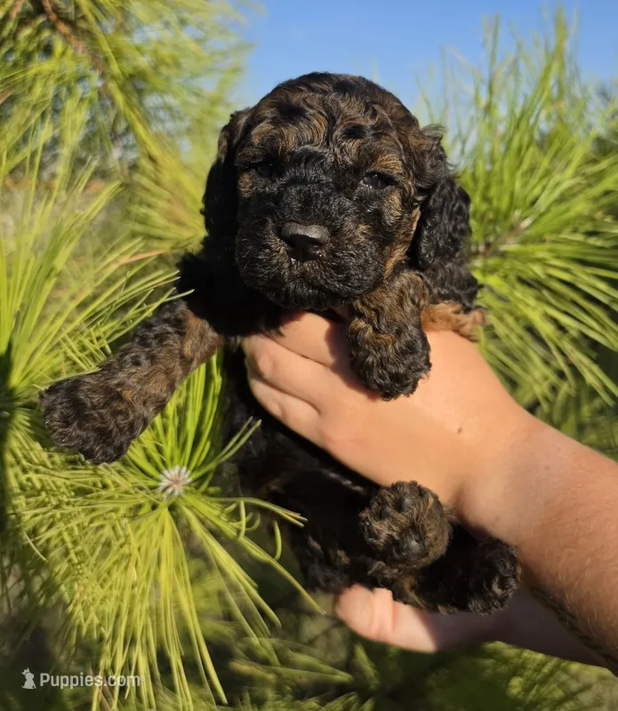 Moana – Cockapoo puppy for sale in Indiahoma, OK