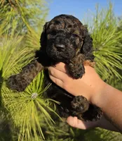 Anna, a female Cockapoo for sale in Indiahoma, OK – 5 of 6
