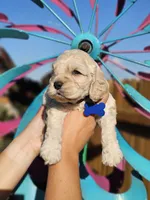 Reel, a male Cockapoo for sale in Indiahoma, OK – 3 of 3