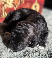 Olaf, a male Cockapoo for sale in Indiahoma, OK – 3 of 3