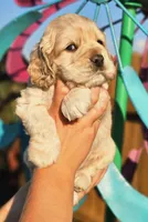 Marlin, a male Cockapoo for sale in Indiahoma, OK – 1 of 3