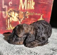 Anna, a female Cockapoo for sale in Indiahoma, OK – 1 of 3