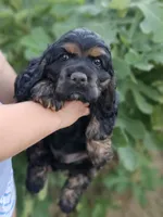 Sunny, a male Cocker Spaniel for sale in Indiahoma, OK – 2 of 7