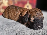 Lilo, a female Cockapoo for sale in Indiahoma, OK – 2 of 3
