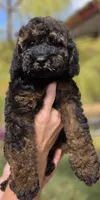 Anna, a female Cockapoo for sale in Indiahoma, OK – 5 of 5
