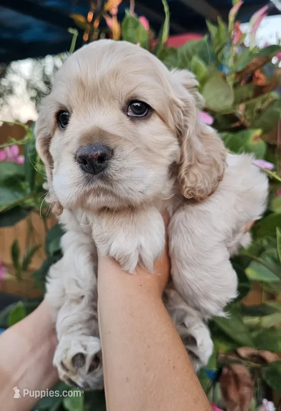 Patrick  – Cocker Spaniel puppy for sale in Indiahoma, OK