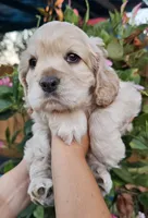 Patrick , a male Cocker Spaniel for sale in Indiahoma, OK – 1 of 2