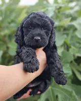 Marina, a female Cockapoo for sale in Indiahoma, OK – 2 of 9