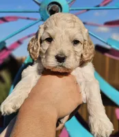Fin, a male Cockapoo for sale in Indiahoma, OK – 3 of 4
