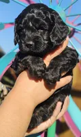 Storm, a male Cockapoo for sale in Indiahoma, OK – 1 of 2