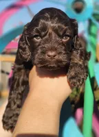 Jetty, a female Cockapoo for sale in Indiahoma, OK – 2 of 5