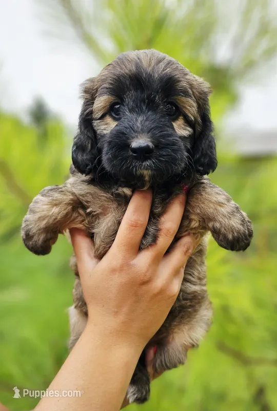 Junebug – Miniature Aussiedoodle puppy on hold in Indiahoma, OK
