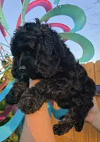 Storm, a male Cockapoo for sale in Indiahoma, OK – 10 of 10