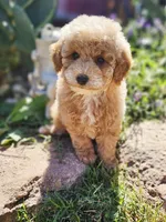 Woody, a male Poodle - Miniature  for sale in Indiahoma, OK – Photo 1 of 3