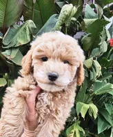 Woody, a male Poodle - Miniature  for sale in Indiahoma, OK – Photo 3 of 3