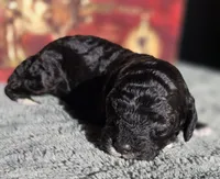 Olaf, a male Cockapoo for sale in Indiahoma, OK – 2 of 3