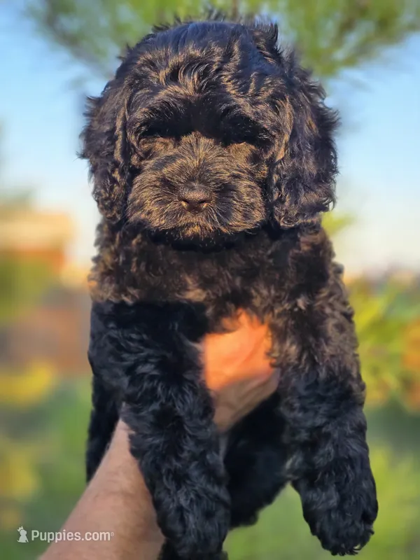 Marina – Cockapoo puppy for sale in Indiahoma, OK