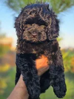 Marina, a female Cockapoo for sale in Indiahoma, OK – 1 of 9
