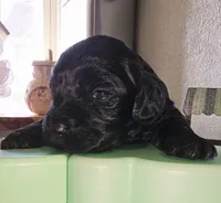 Snoop Dog, a male Cockapoo for sale in Indiahoma, OK – Photo 2 of 2
