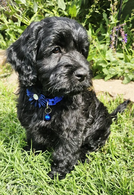 Snoop Dog – Cockapoo puppy for sale in Indiahoma, OK