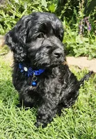 Snoop Dog, a male Cockapoo for sale in Indiahoma, OK – 1 of 9