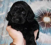 Snoop Dog, a male Cockapoo for sale in Indiahoma, OK – 4 of 9