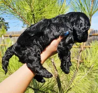 Snoop Dog, a male Cockapoo for sale in Indiahoma, OK – 9 of 9