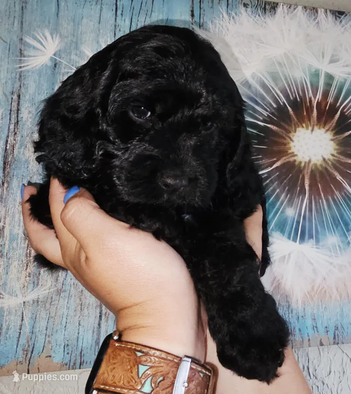 Snoop Dog – Cockapoo puppy for sale in Indiahoma, OK