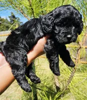 Snoop Dog, a male Cockapoo for sale in Indiahoma, OK – 7 of 9